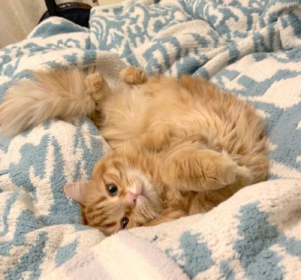 寝転がるちくわちゃん