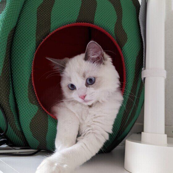 ラグドールのくぅちゃんとスイカのおうち