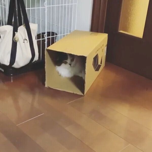 見つめるクロエくん