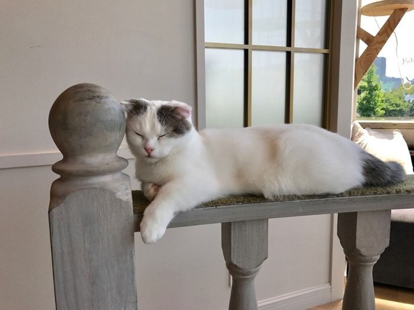 知っておこう 猫カフェのマナーと楽しみ方 ねこのきもちweb Magazine 知っておこう 猫カフェのマナーと楽しみ方 ねこのきもちweb Magazine