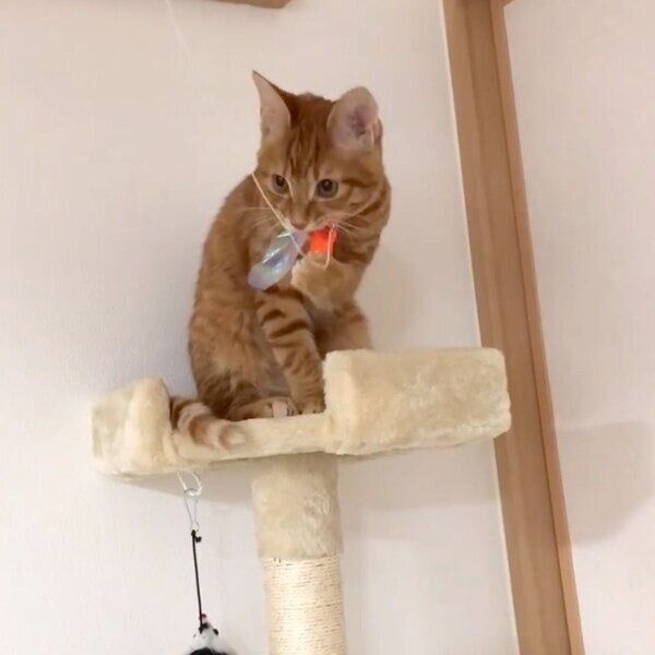 ねこじゃらしで遊ぶほたてくん