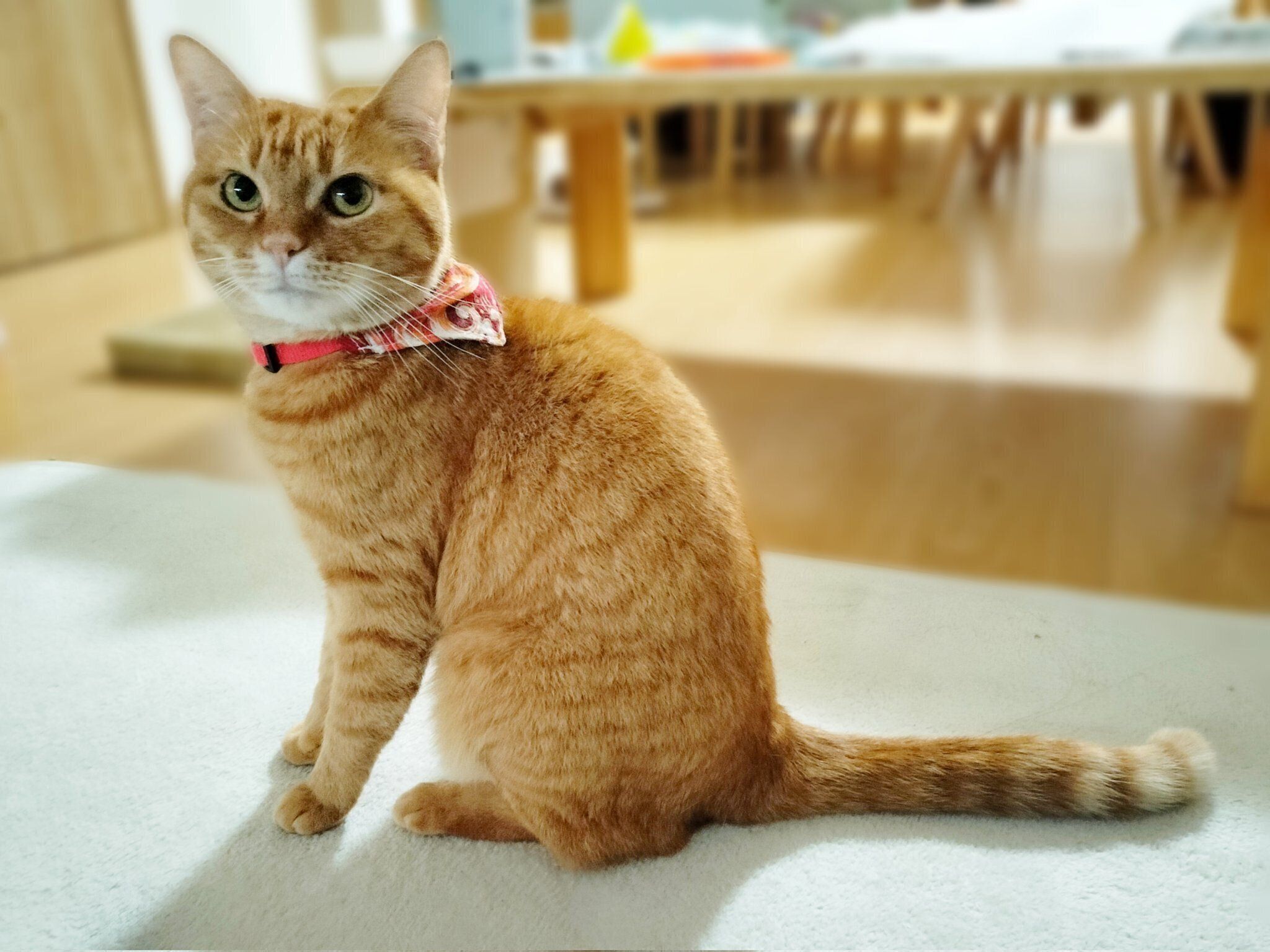 立派に成長したこなちゃん