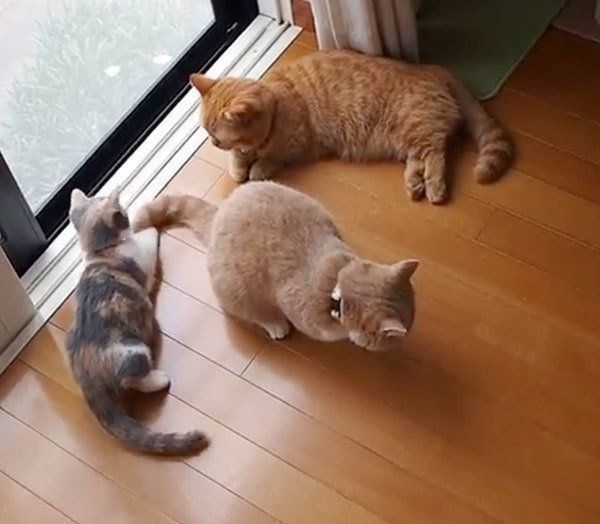 マイペースなマンチカン