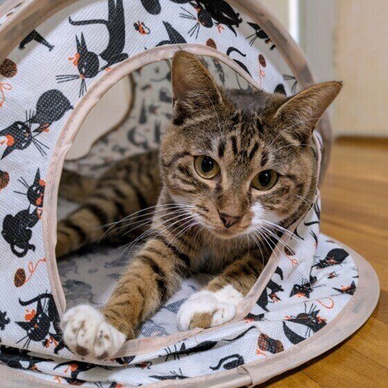 Mix（キジトラ）のてんちゃん♪