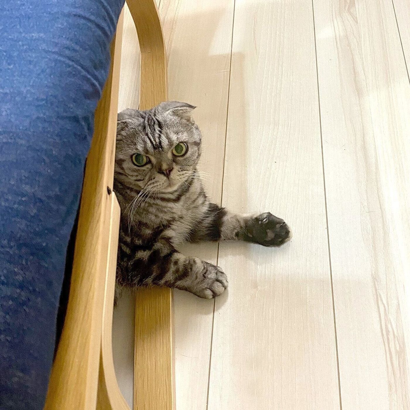 エアコン嫌いがいつの間にか好きになった ししまるの話 渋ネコししまるさん 61 ねこのきもちweb Magazine エアコン嫌いがいつの間にか好きになった ししまるの話 渋ネコししまるさん 61 ねこのきもちweb Magazine