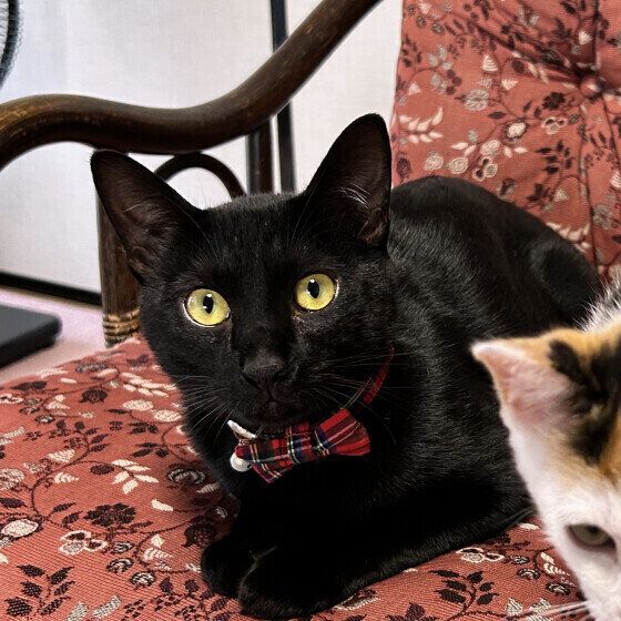 こちらを見つめるヤマトくん