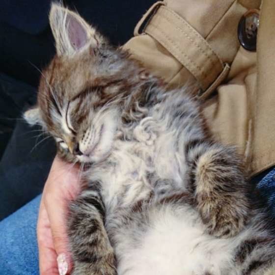 飼い主さんの膝の上でくつろぐサイベリアン