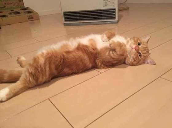 暖房が好きなスコティッシュフォールド