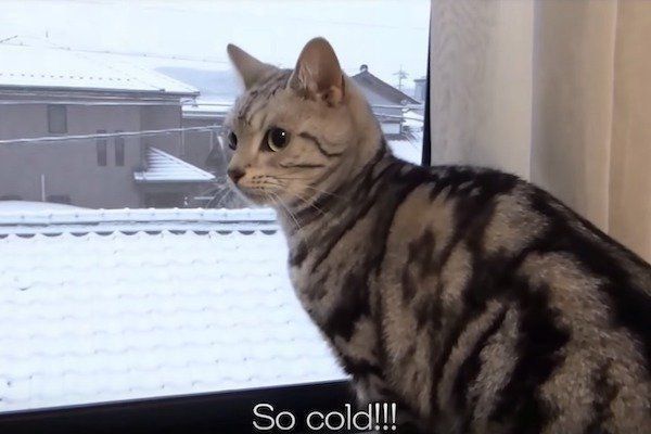 雪に興奮する猫