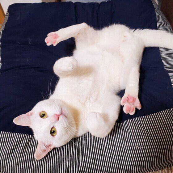 Mix（白）のシロくん♪