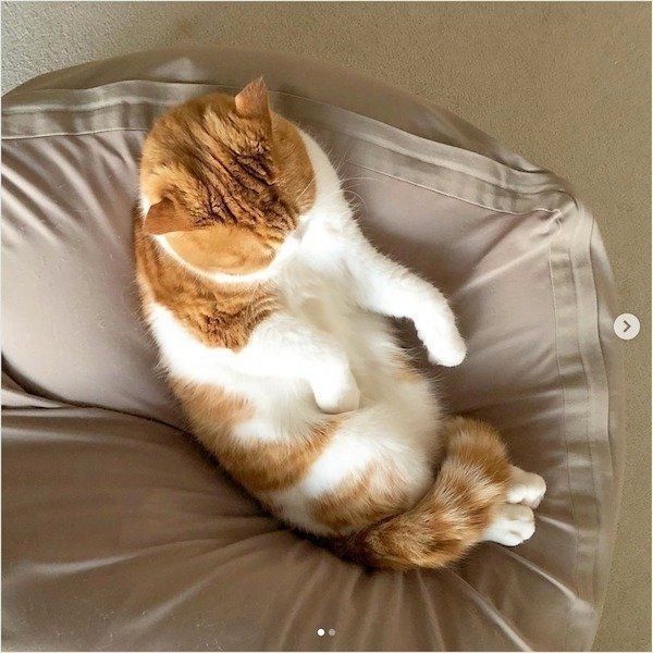 人をダメにするソファでダメになるスコティッシュフォールド