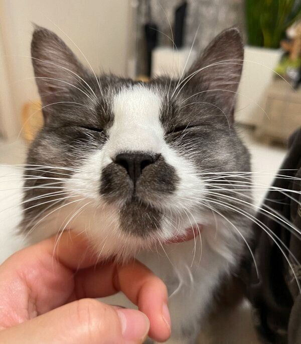 目を閉じるスイちゃん