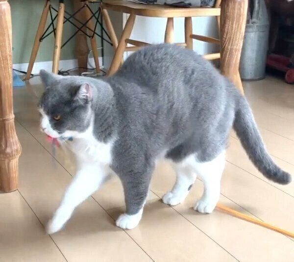 もじもじするドラ千代くん