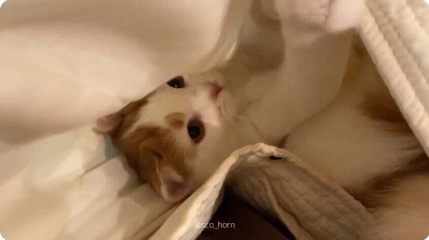 鞄に入るホルンくん（スコティッシュフォールド、オス）