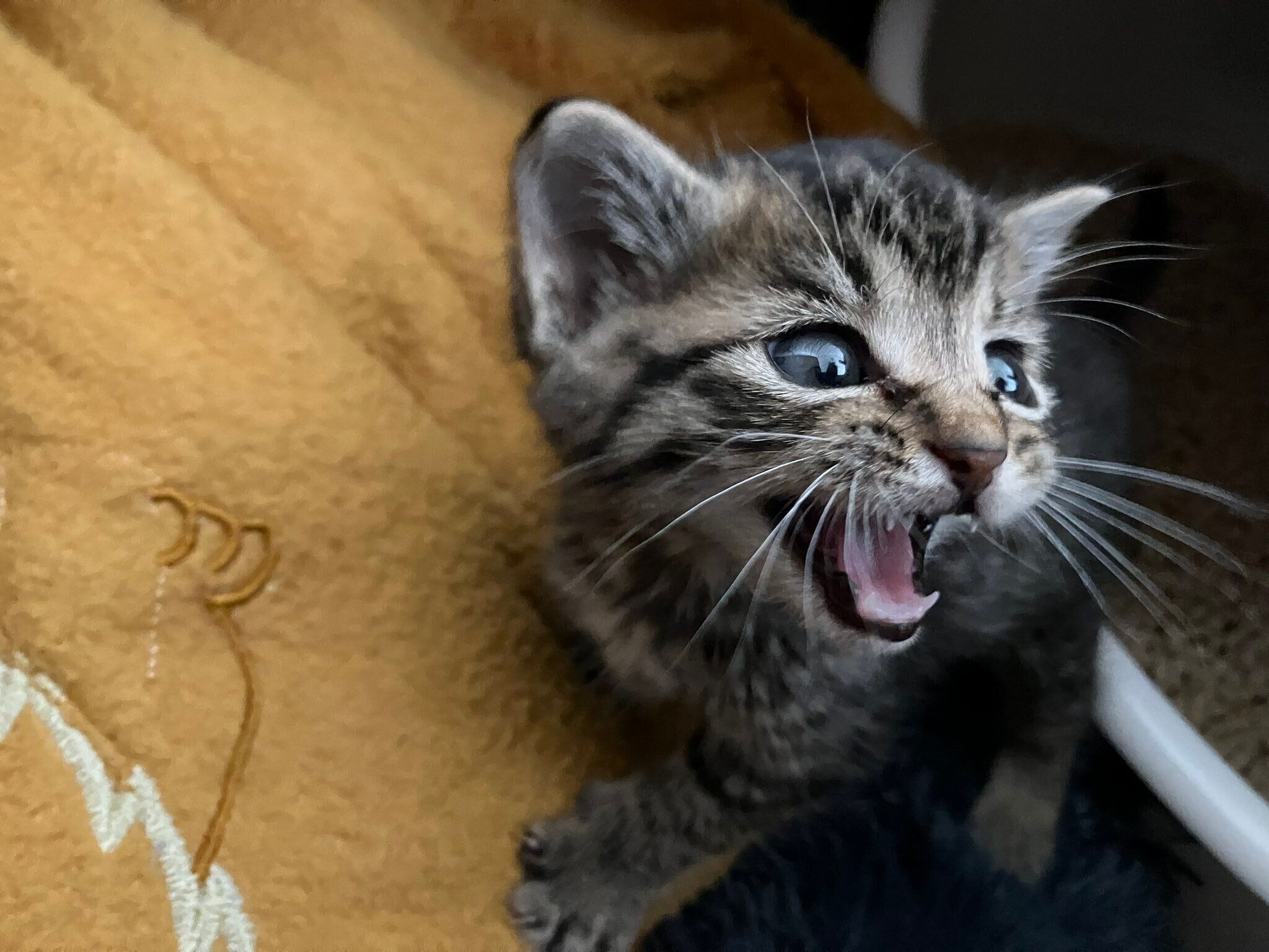 小さくてかわいいぴぃすけくん