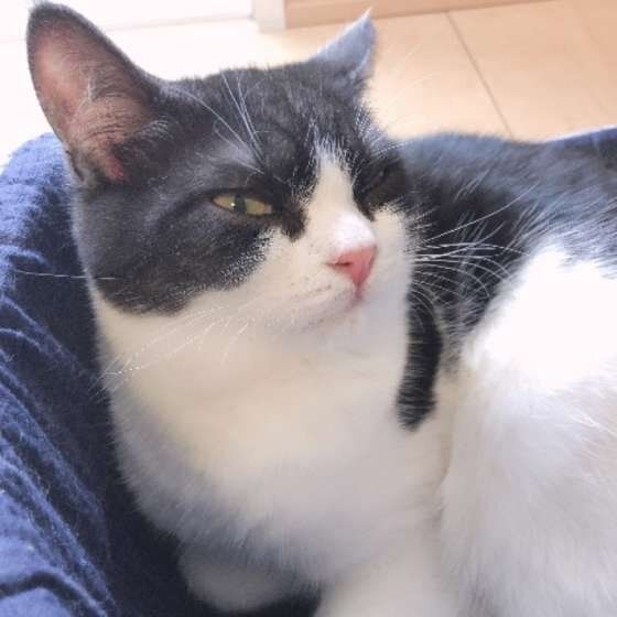 鋭い視線のハチワレマンチカン