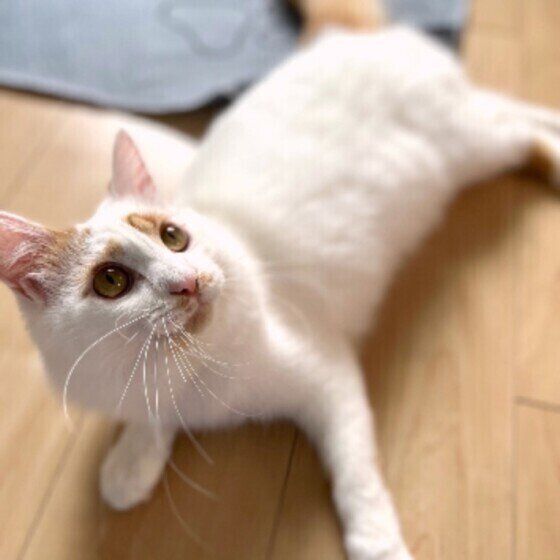 くつろぐスコティッシュフォールド