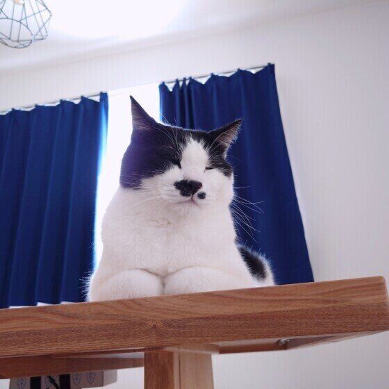 MIX黒×白の海大くん