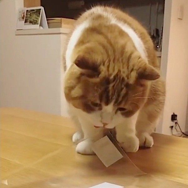 粘着テープ大好きニャンコ
