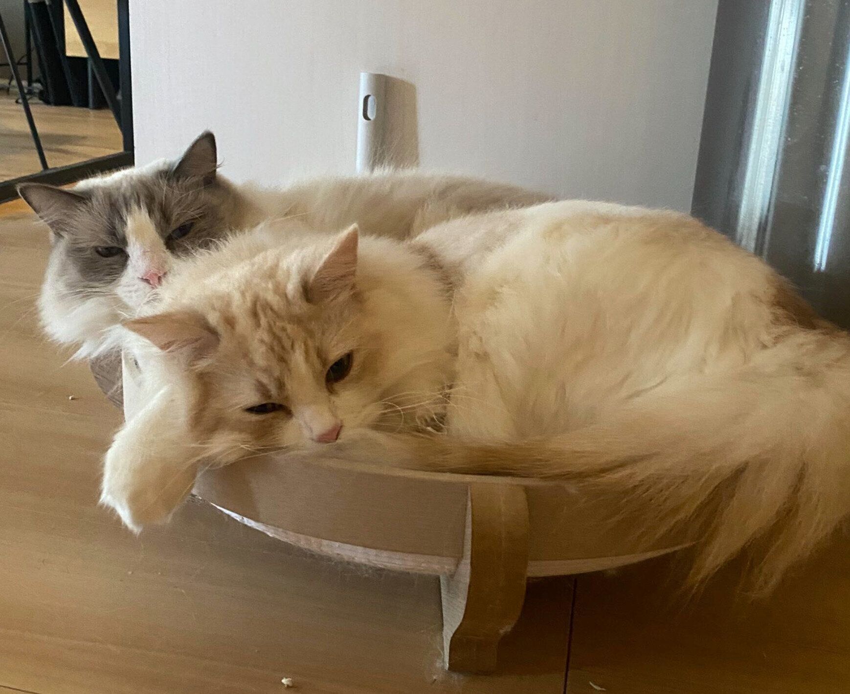 仲良くまったりする睡蓮ちゃん、もなかくん。