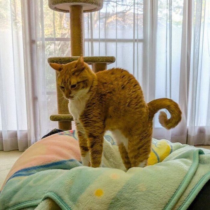 伸びをするチャロくん