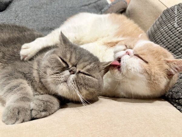 仲良しなこばんくん、ふくすけくん