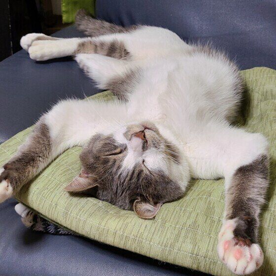 MIXサバトラのトムくん