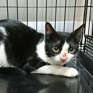 写真提供／小笠原ネコプロジェクト