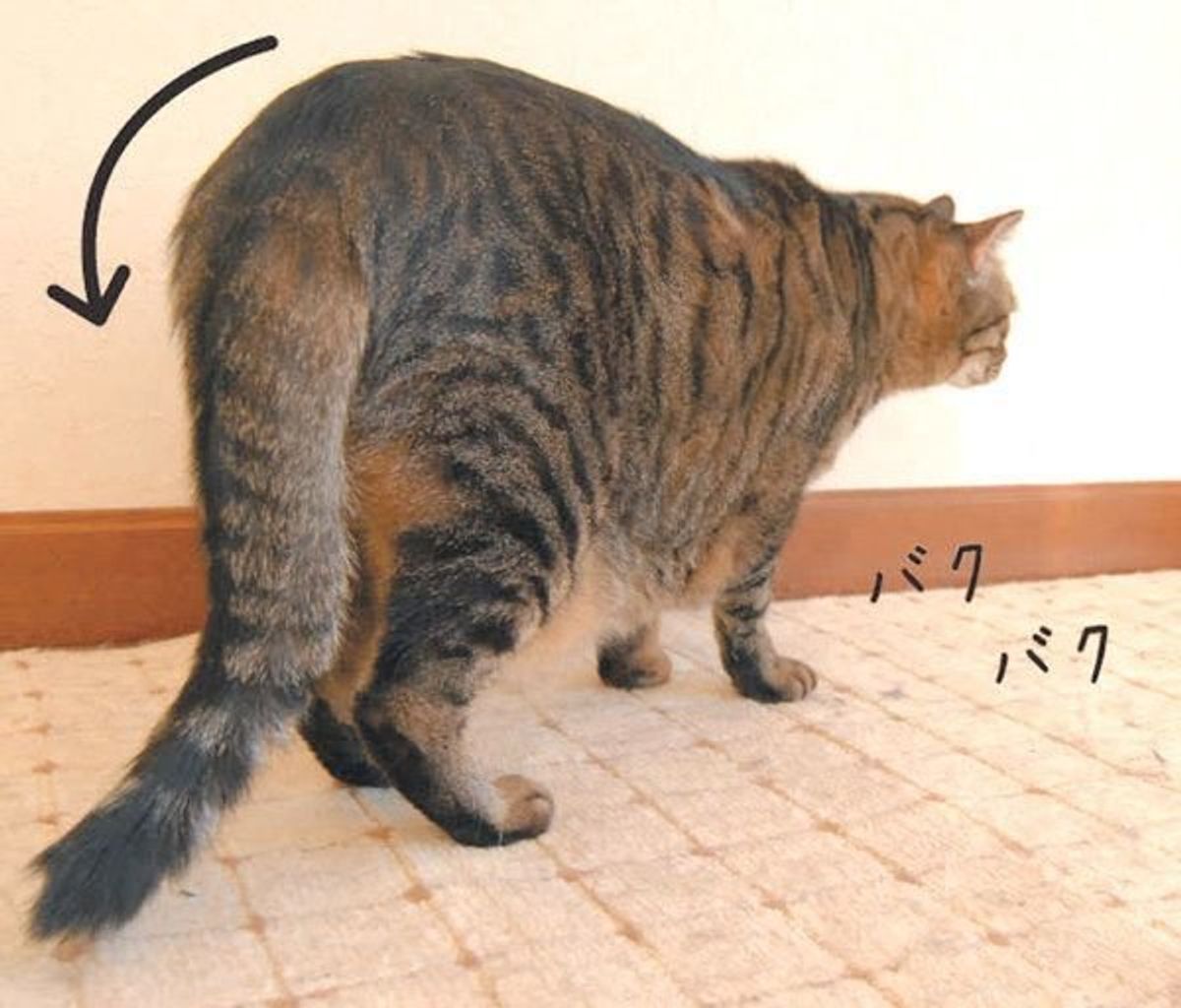 しっぽ でわかる猫の気持ち 動きや角度で違う猫の感情は ねこのきもちweb Magazine しっぽ でわかる猫の気持ち 動きや角度で違う猫の感情は ねこのきもちweb Magazine