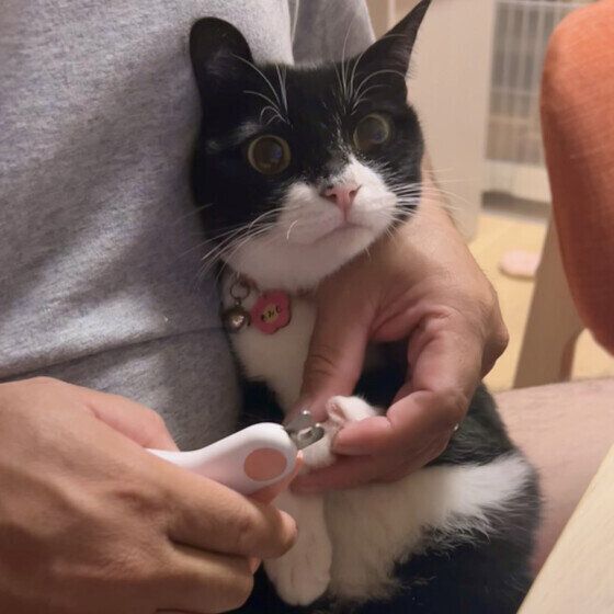 爪を切ってもらうもみじちゃん