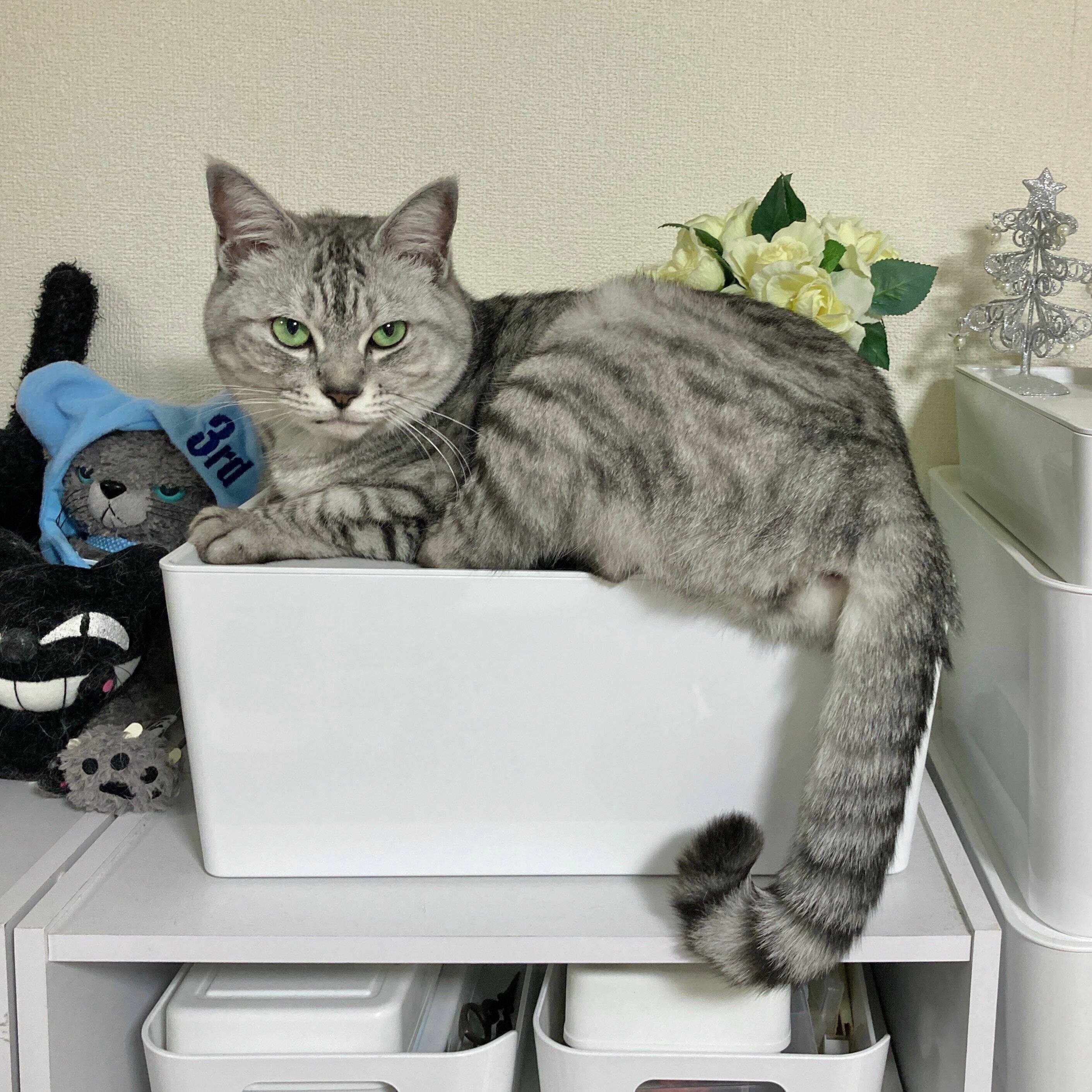 サバトラ猫のヨキちゃん