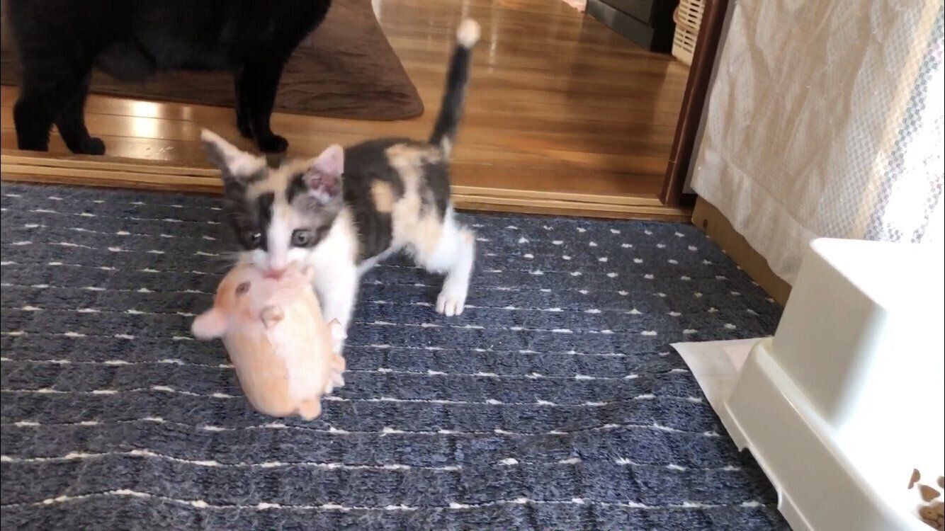 ぬいぐるみを咥えて歩く子猫