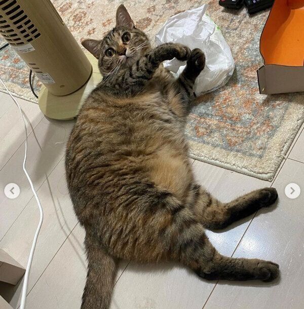 寝転がるひまわりちゃん