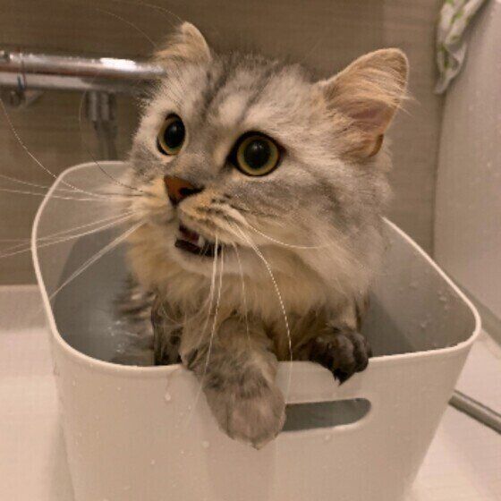 お風呂に入るそらくん