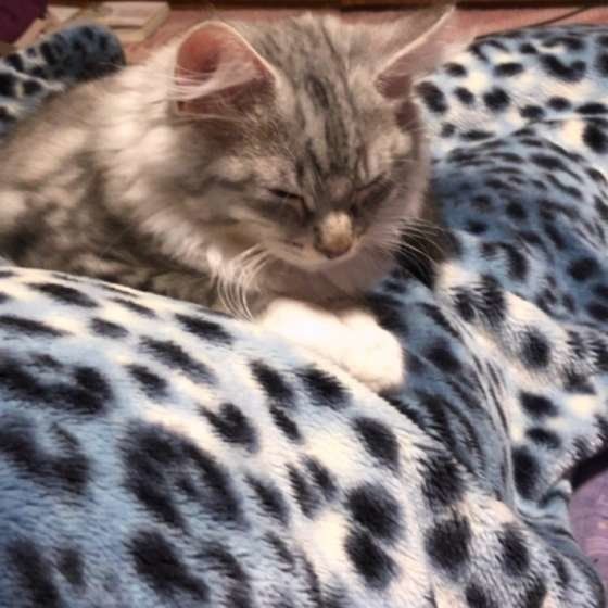 寝落ちするノルウェージアンフォレストキャット