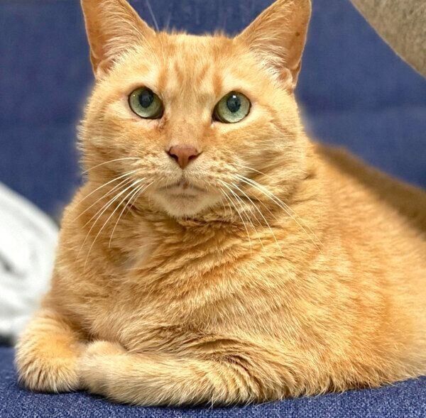 見つめるきなこちゃん