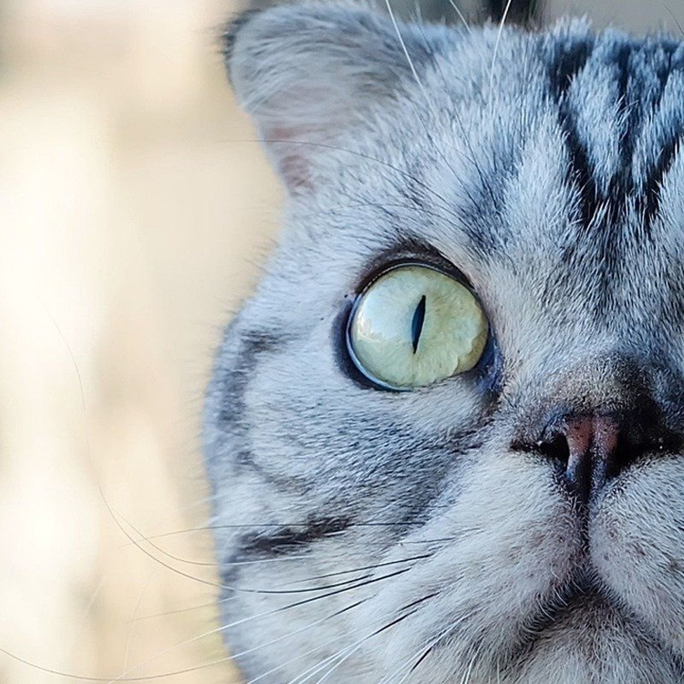 我が家の キャッツアイ 盗むどころか盗まれる 渋ネコししまるさん 15 ねこのきもちweb Magazine 我が家の キャッツアイ 盗むどころか盗まれる 渋ネコししまるさん 15 ねこのきもちweb Magazine