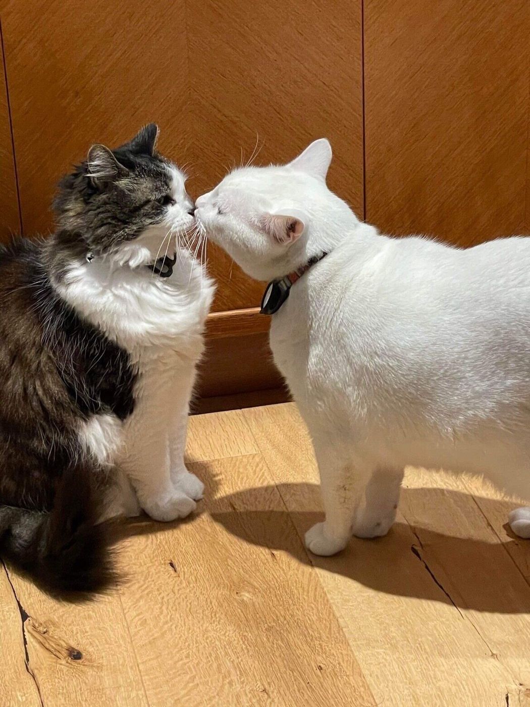 コロナ禍の海外への引っ越し 2匹の猫たちは 1か月後の別便 になるも無事再会 どこへ行くのも必ず一緒 ねこのきもちweb Magazine コロナ禍の海外への引っ越し 2匹の猫たちは 1か月後の別便 になるも無事再会 どこへ行くのも必ず一緒 ねこのきもちweb Magazine