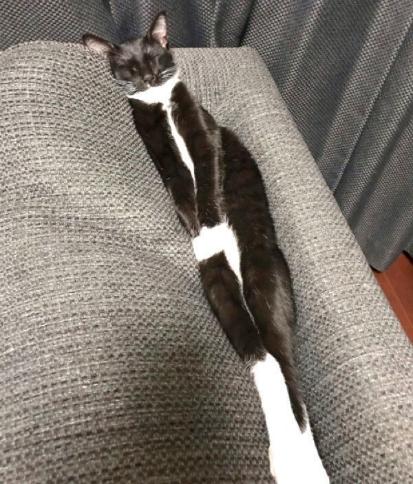 ソファの隙間にハマるくろすけちゃん