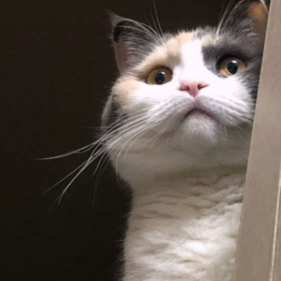 マンチカン ミミちゃん