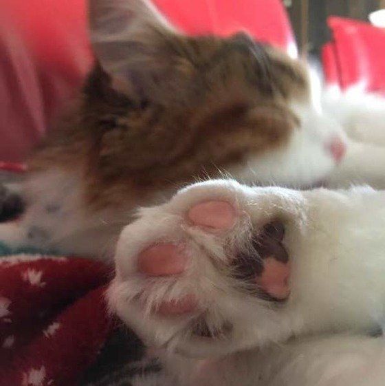 ねこのきもち投稿写真ギャラリー