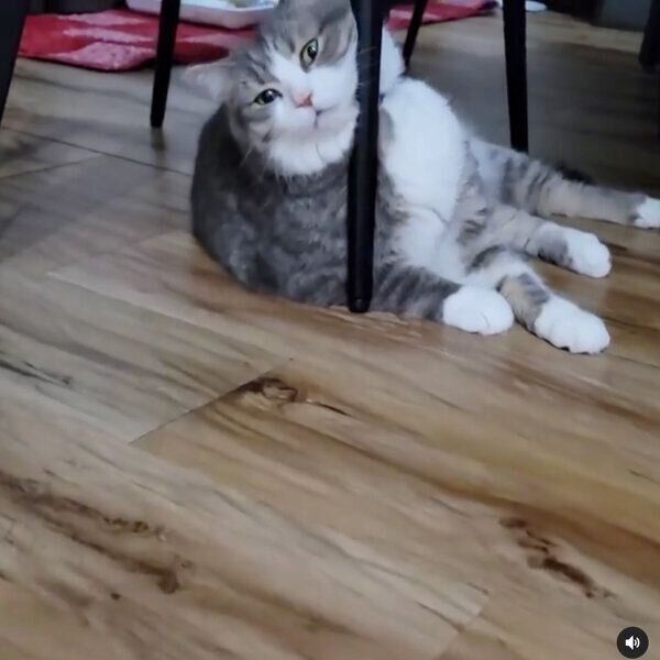 くつろぐシオくん