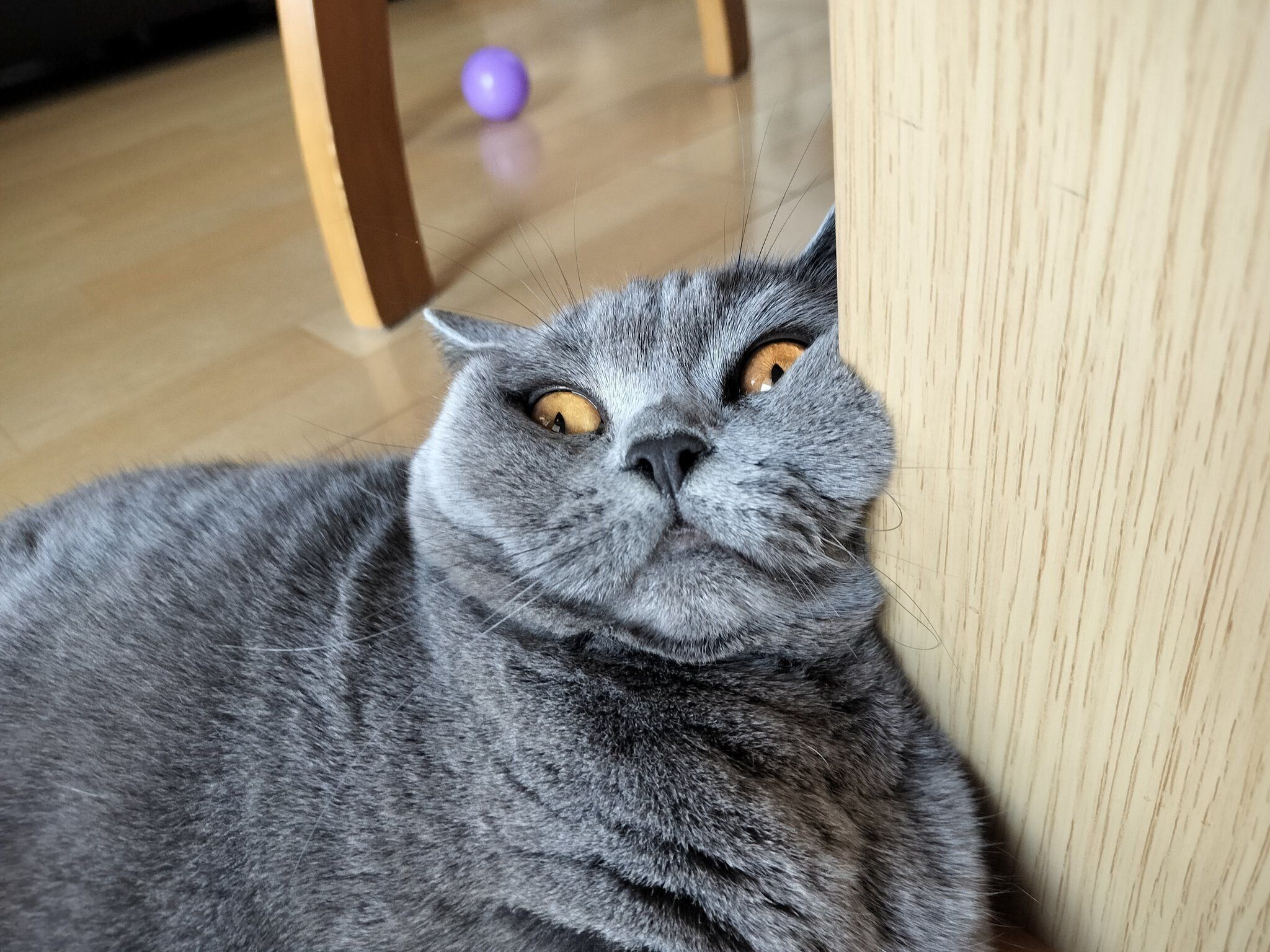 変顔をしながらくつろぐハラミちゃん