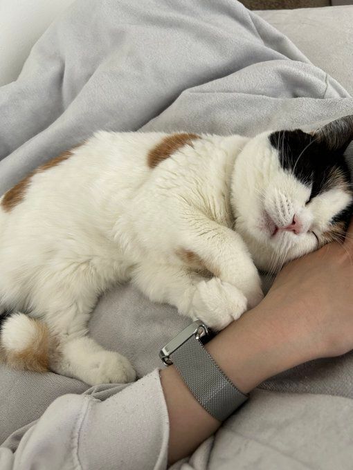 飼い主の手に顔をくっつけて眠る猫