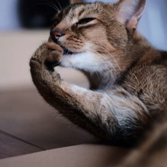 アビシニアンのひなたくん