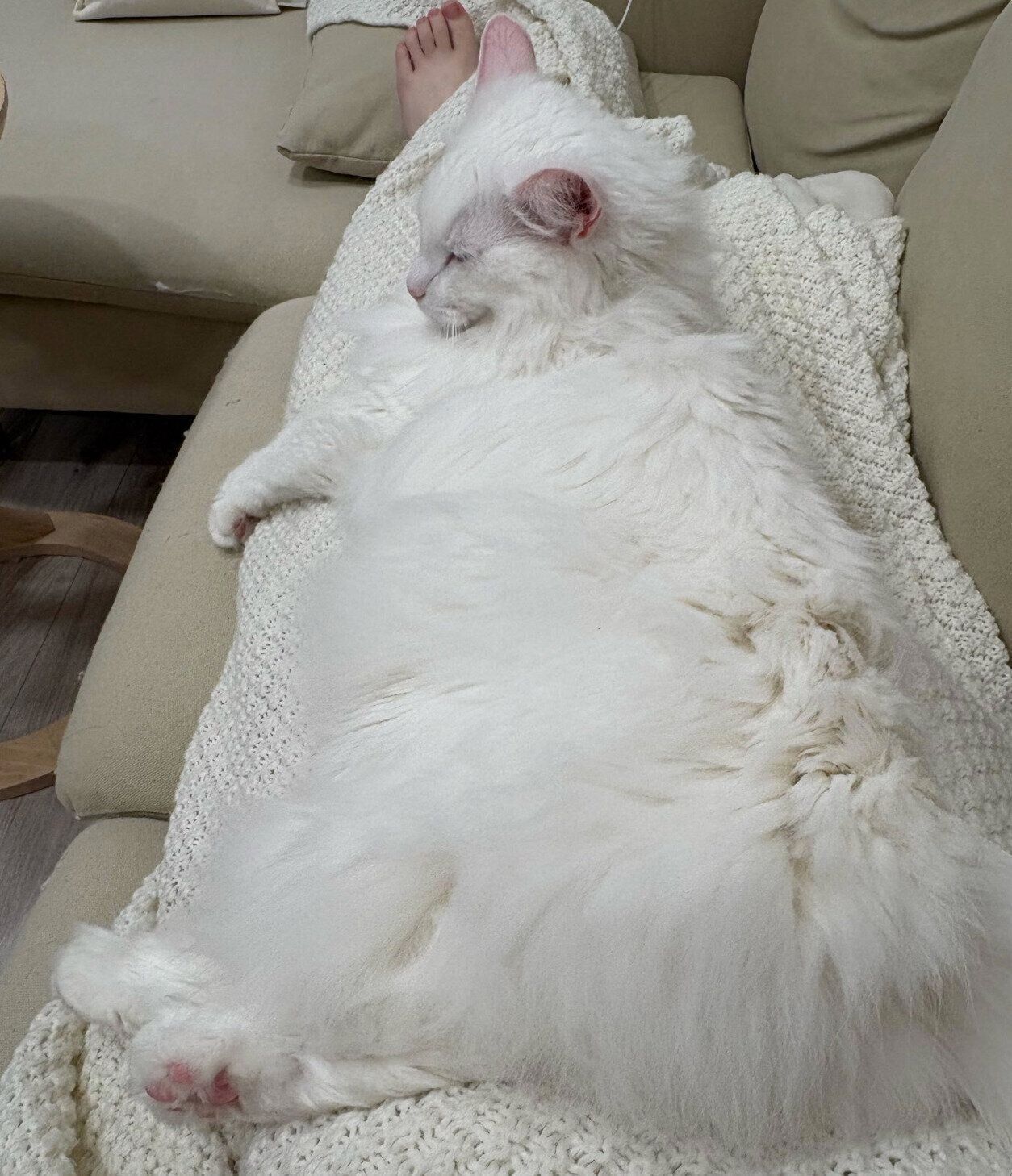 飼い主さんの足の上に乗るごまくん