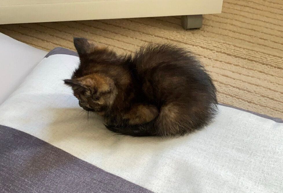 小さく丸まっている、まるちゃん