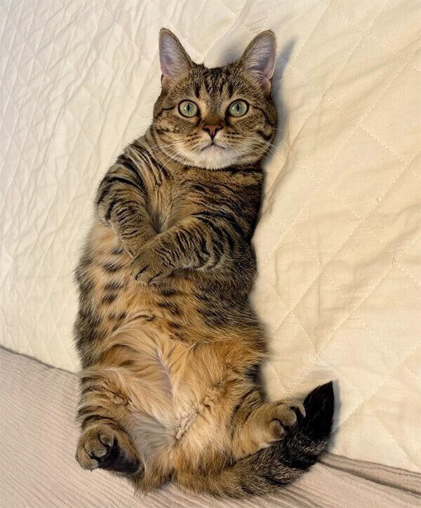 ヘソ天するもなちゃん