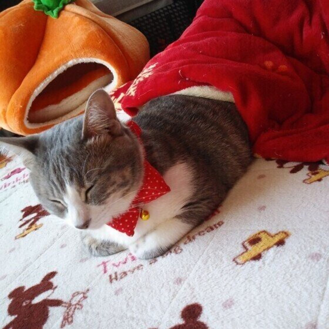 外猫と会話 愛猫からの引っ掻き傷は勲章 人には理解されない 猫飼いあるある ねこのきもちweb Magazine 外猫と会話 愛猫からの引っ掻き傷は勲章 人には理解されない 猫飼いあるある ねこのきもちweb Magazine