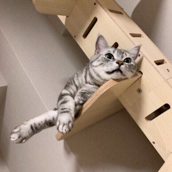 アメリカンショートヘアの小鉄（こて坊）くん♪